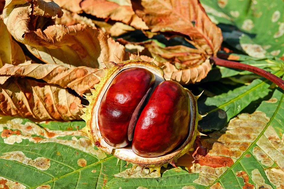 los-mejores-destino-para-visitar-en-otoño