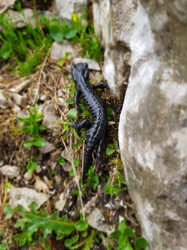 CIVETTA POR LA FERRATA DEGLI ALLEGHESI