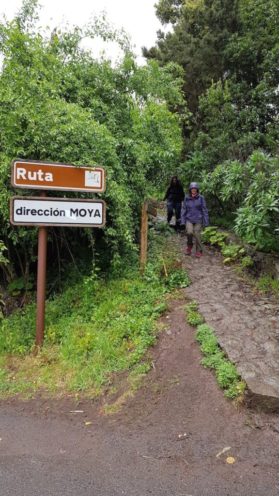 los-tilos-de-Moya-gran-canarias