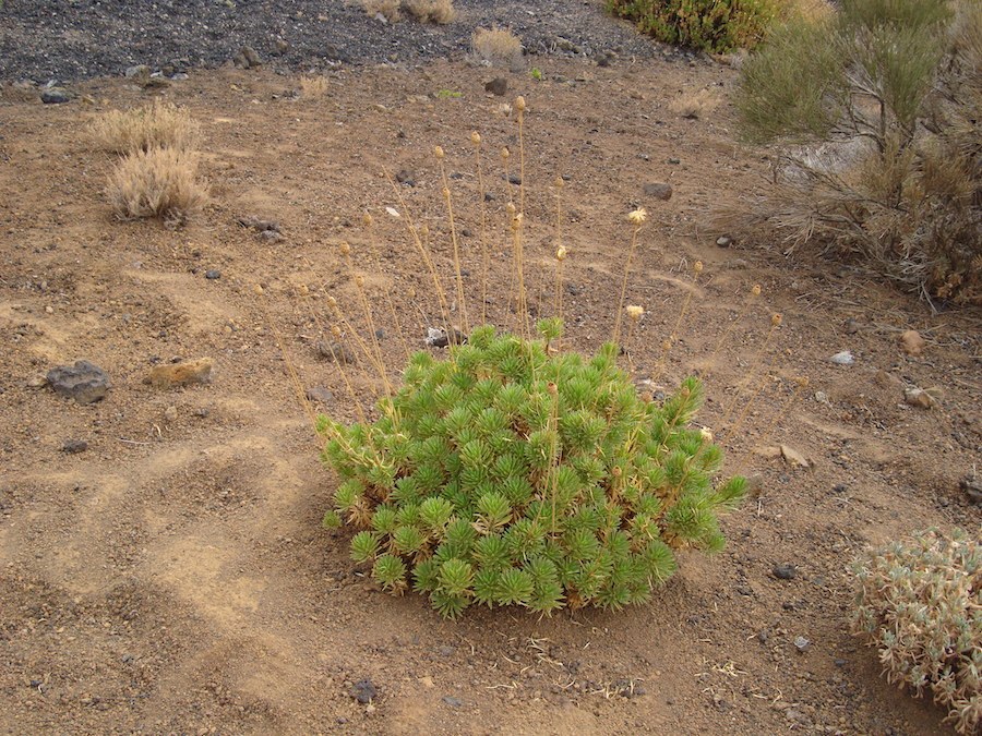 sendero2-arenas-negras-tenerife