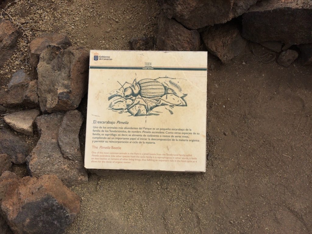 sendero-20-volcan-de-fasnia