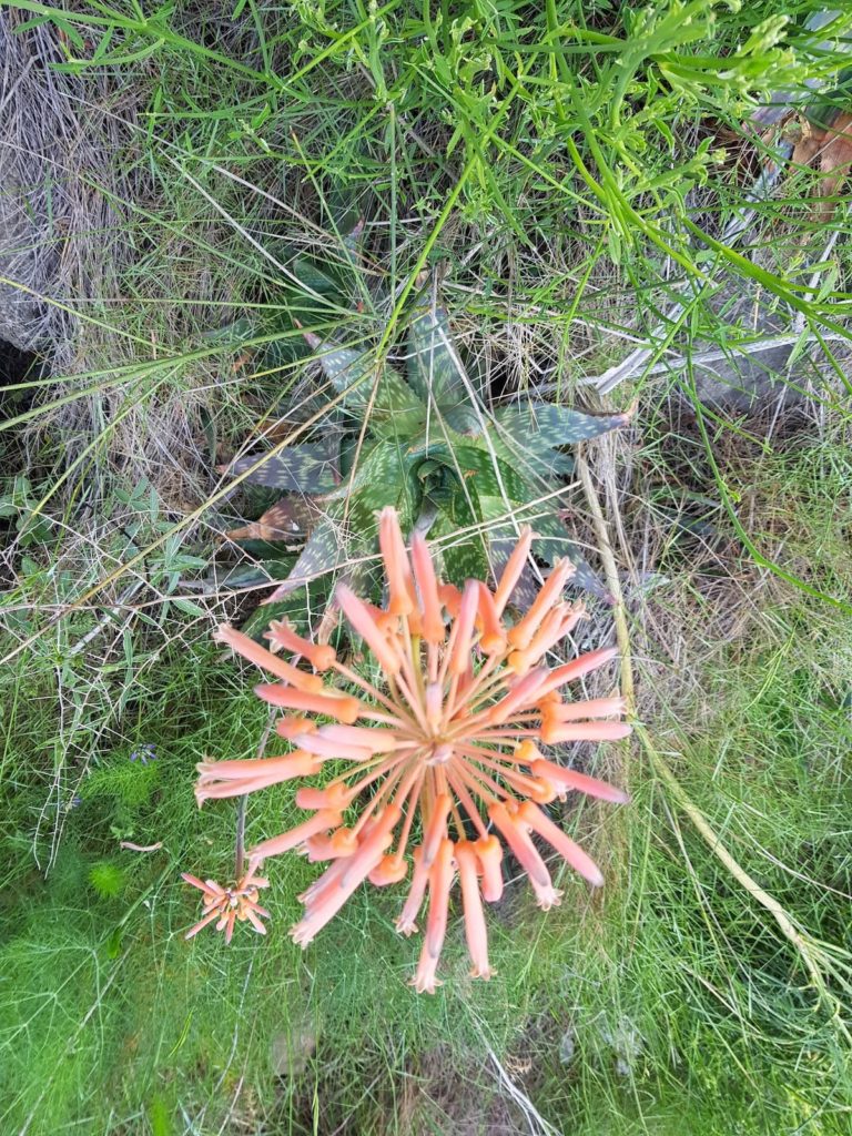 aloe-maculata