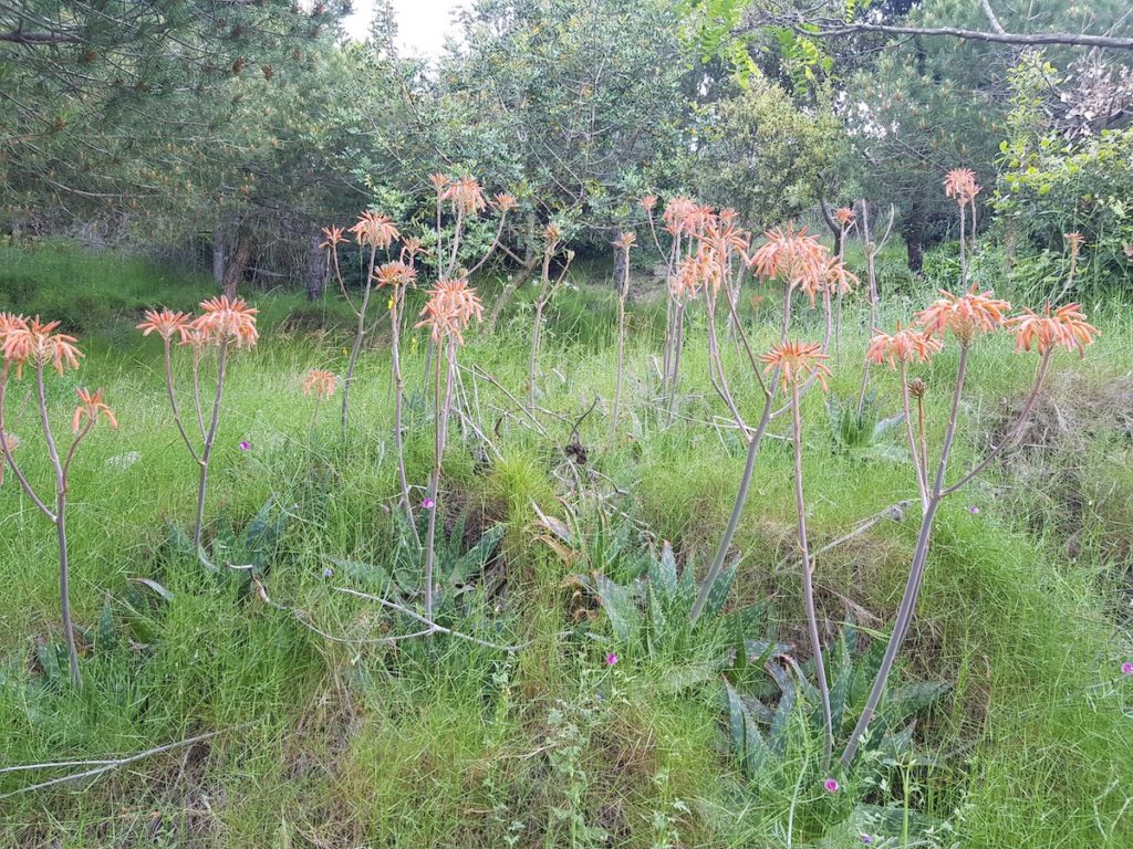 aloe-maculata