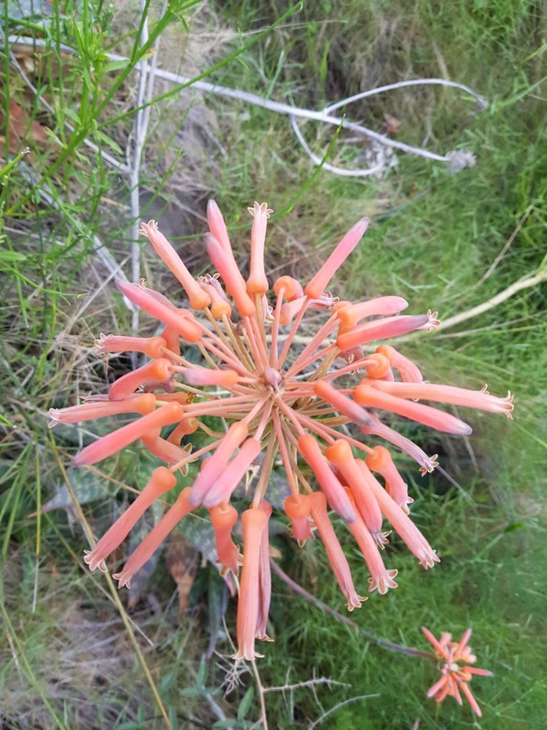 aloe-maculata