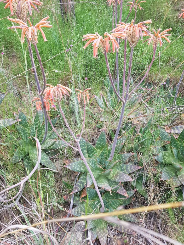 aloe-maculata