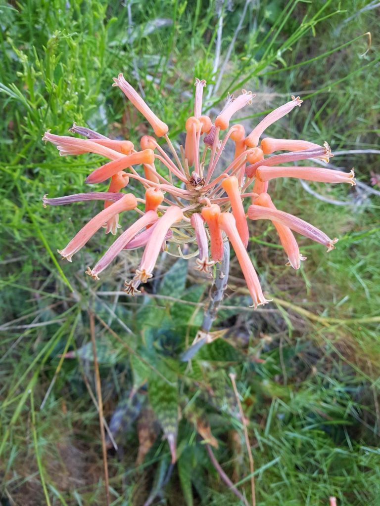 aloe-maculata