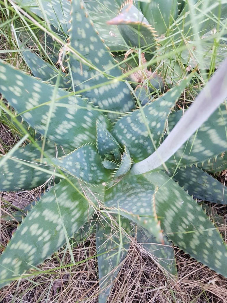 aloe-maculata