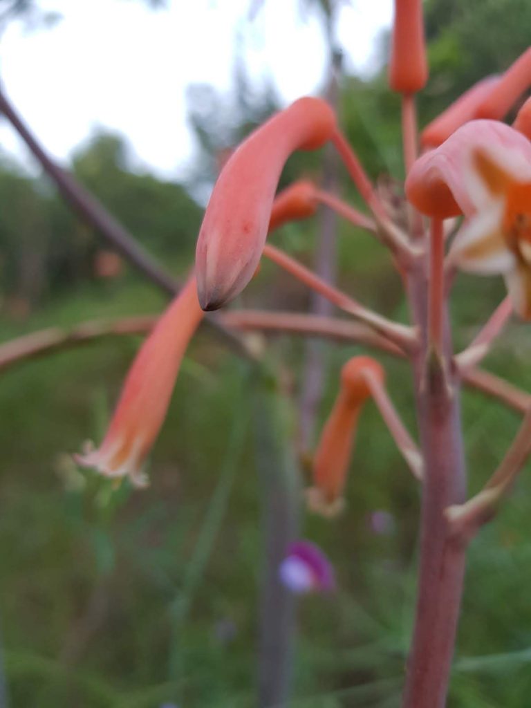 aloe-maculata