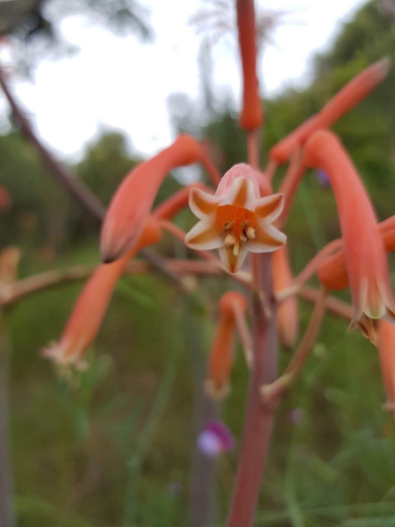 aloe-maculata