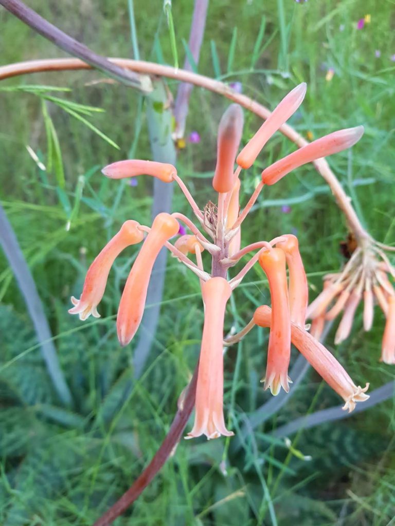 aloe-maculata