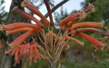 aloe-maculata