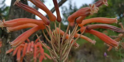 aloe-maculata