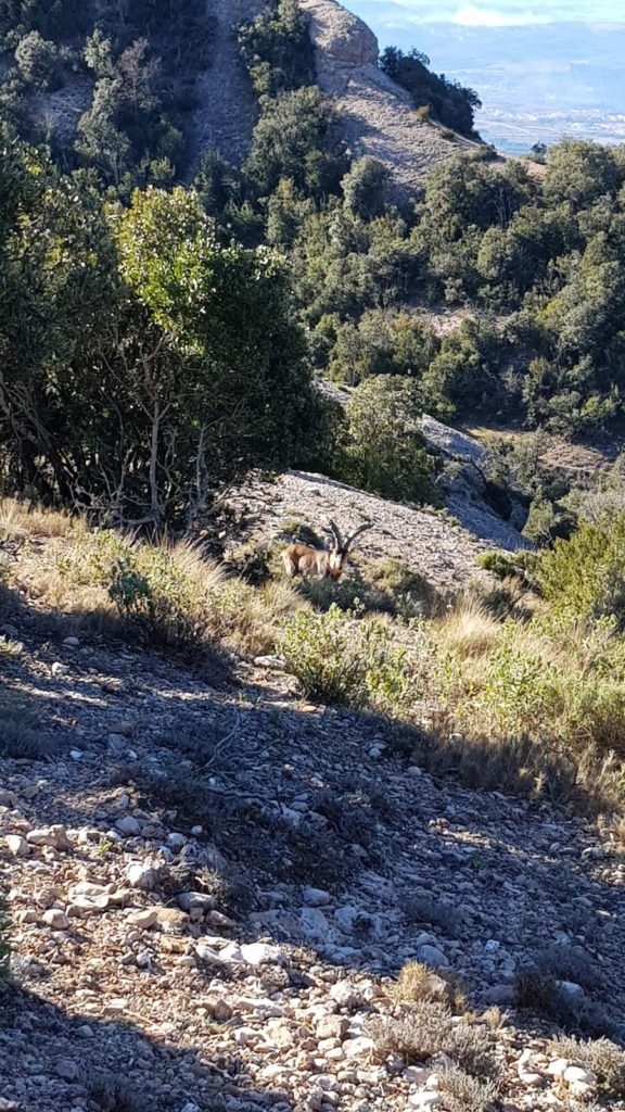 ruta-circular-sant-jeroni-montserrat