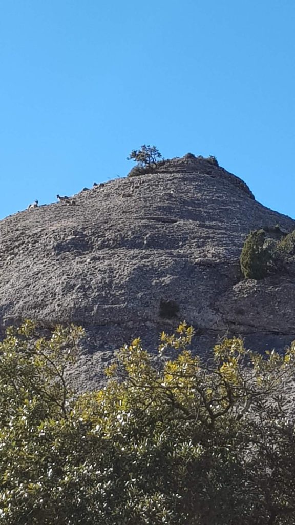 ruta-circular-sant-jeroni-montserrat