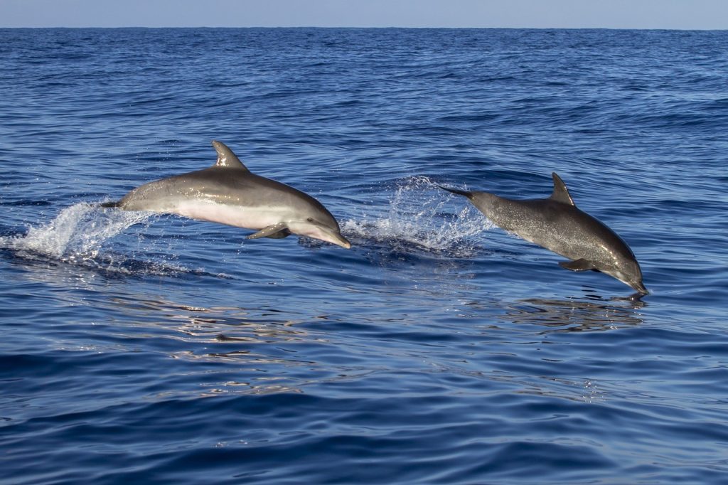 avistamiento-cetaceos-fuengirola