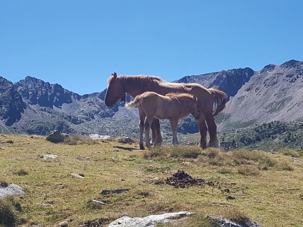 pica-roja