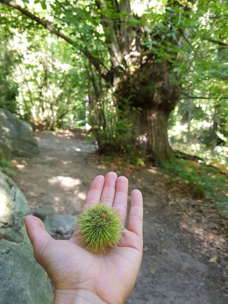 Turó_de_Morou_desde_riells