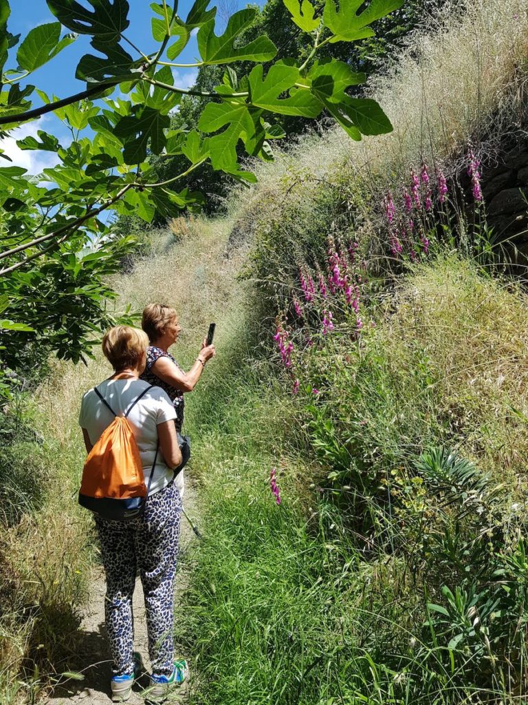 camino-capileira-bubión