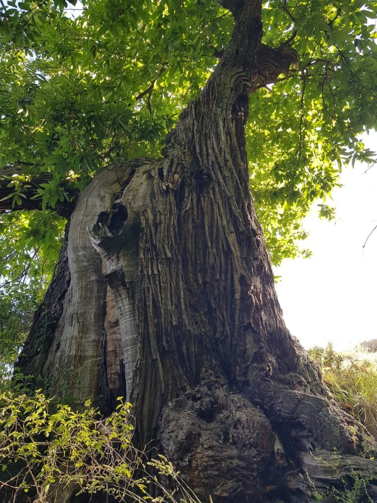 la_acequia_gorda_capilerilla