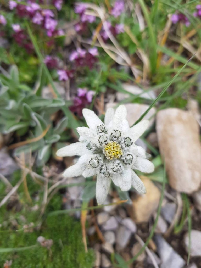 Edelweiss_pic_de_ger