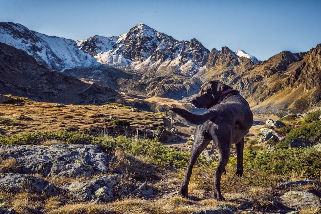 senderismo con perros