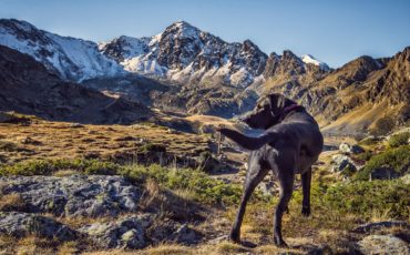 senderismo con perros