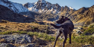 senderismo con perros