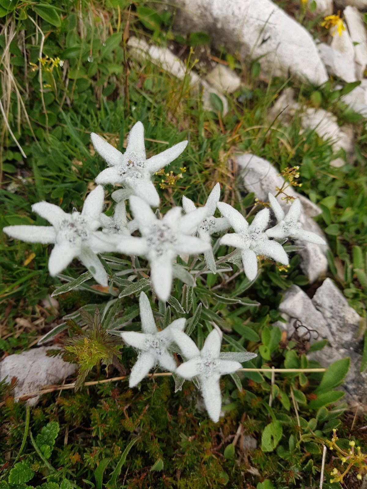 monte_pelmo_dolomitas