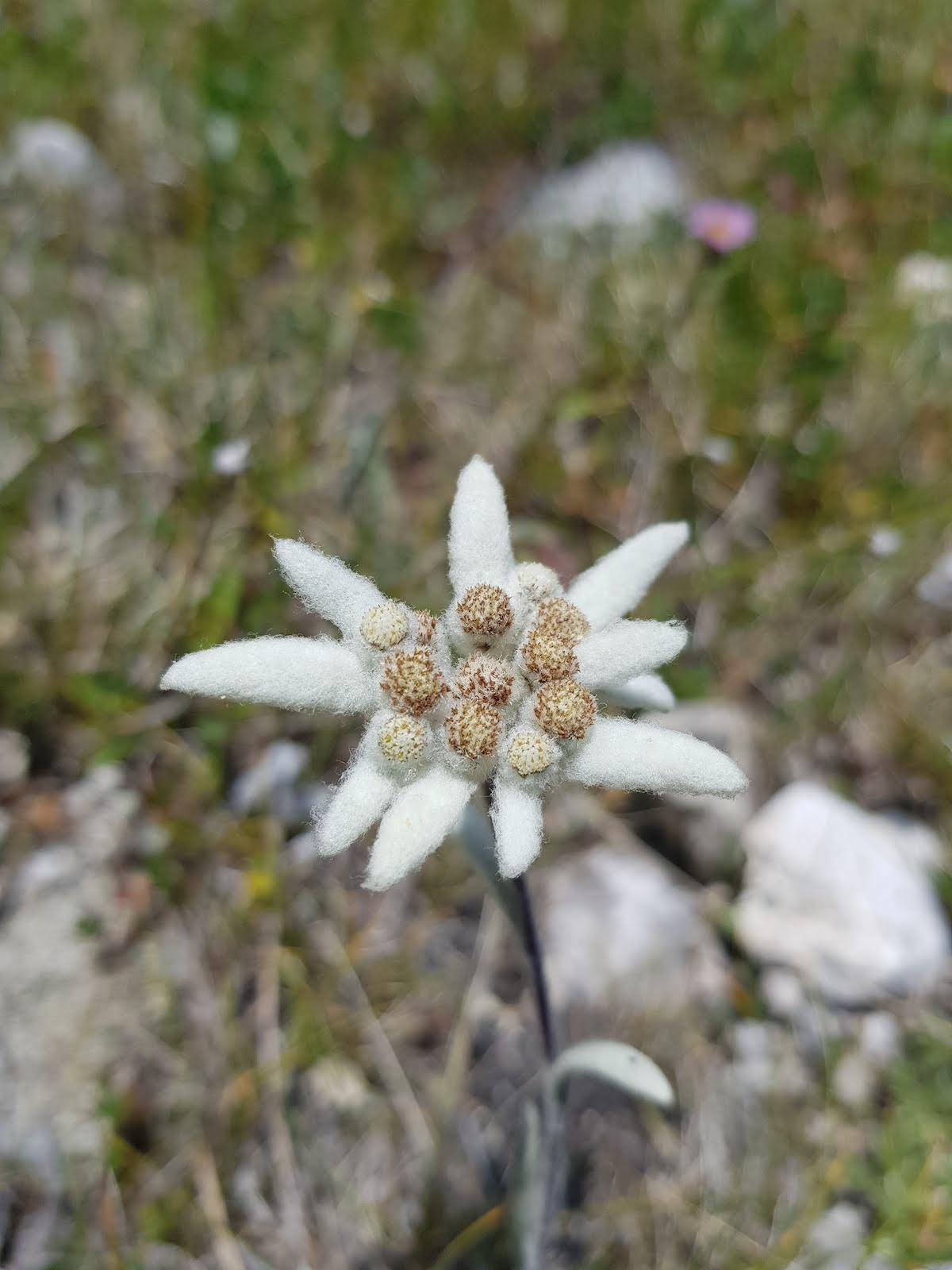 ferrata_degli_alpina_dolomiti