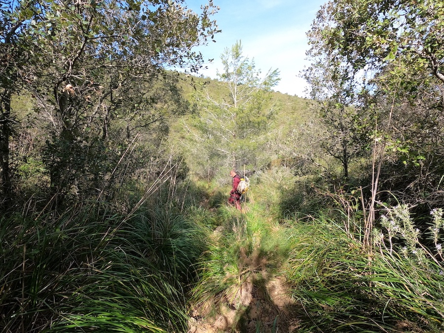 avenc_de_sant_roc_garraf