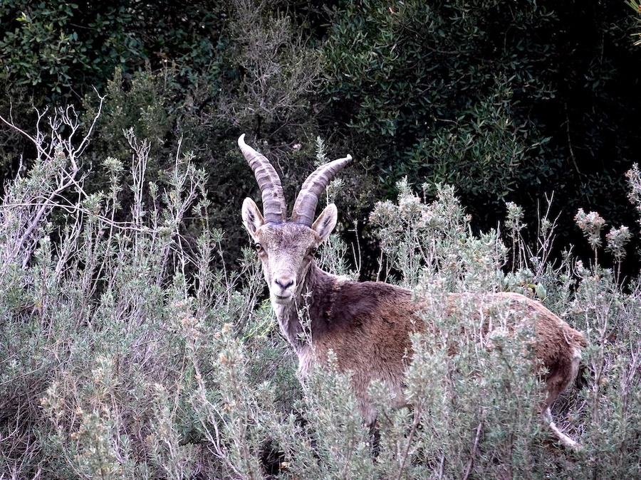 cabra_montserrat