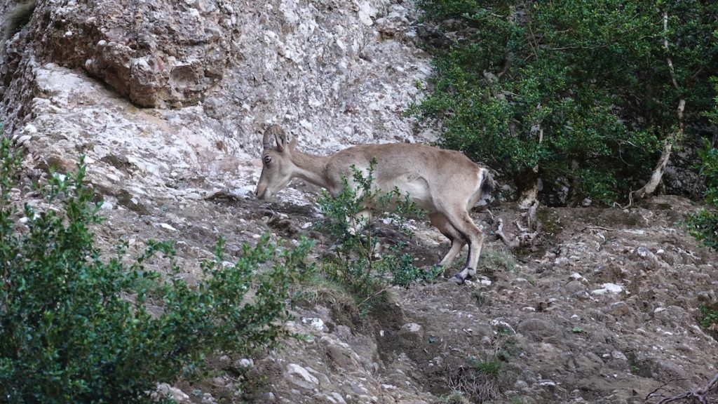 canal_nw_sant_jeroni_montserrat